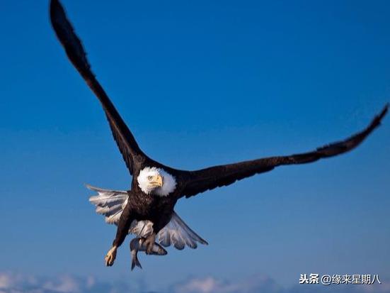 怎么说脏话才最厉害?怎么优雅的说脏话?