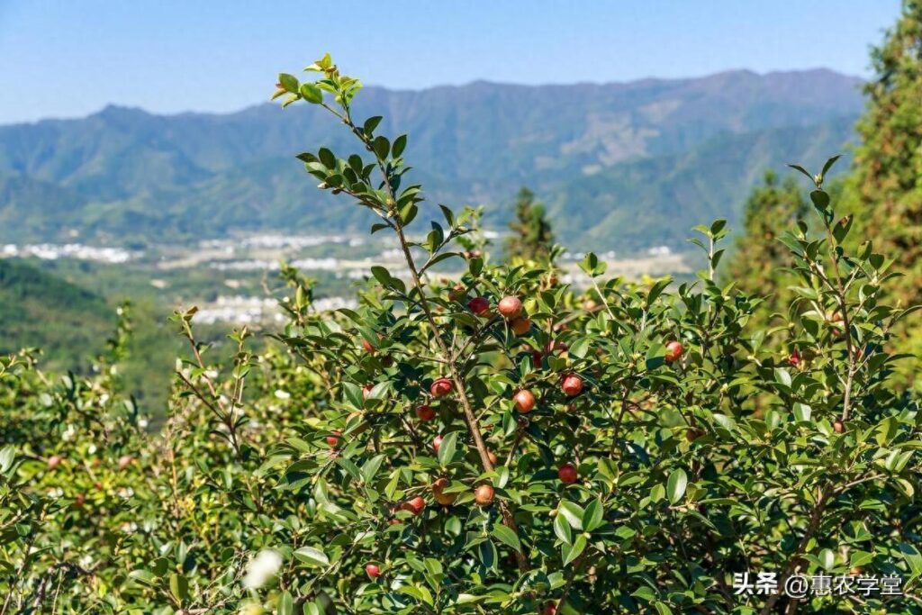 山茶油多少钱一斤？山茶油的价格