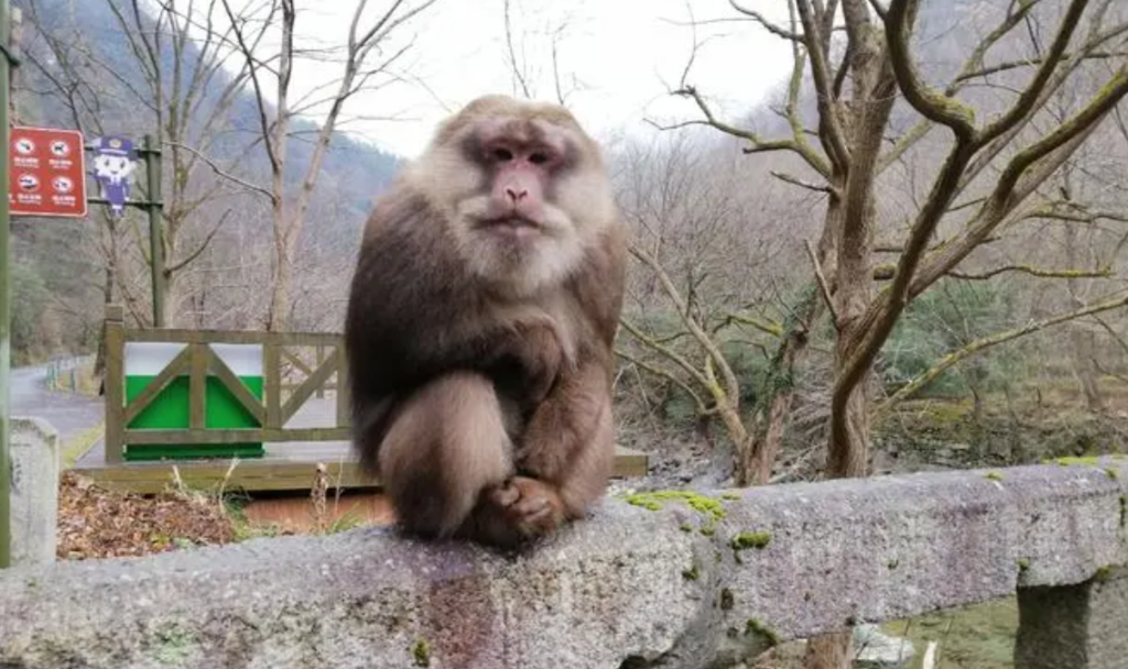 游客在景区遭猴群袭击，景区被猴子咬了该谁负责