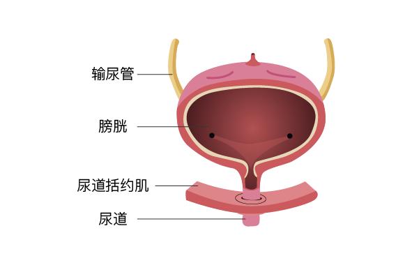 经常憋尿会带来很多危害，甚至危及生命