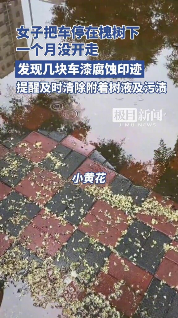 女子将车停在槐树下车漆被腐蚀，车停在槐树下落下树油