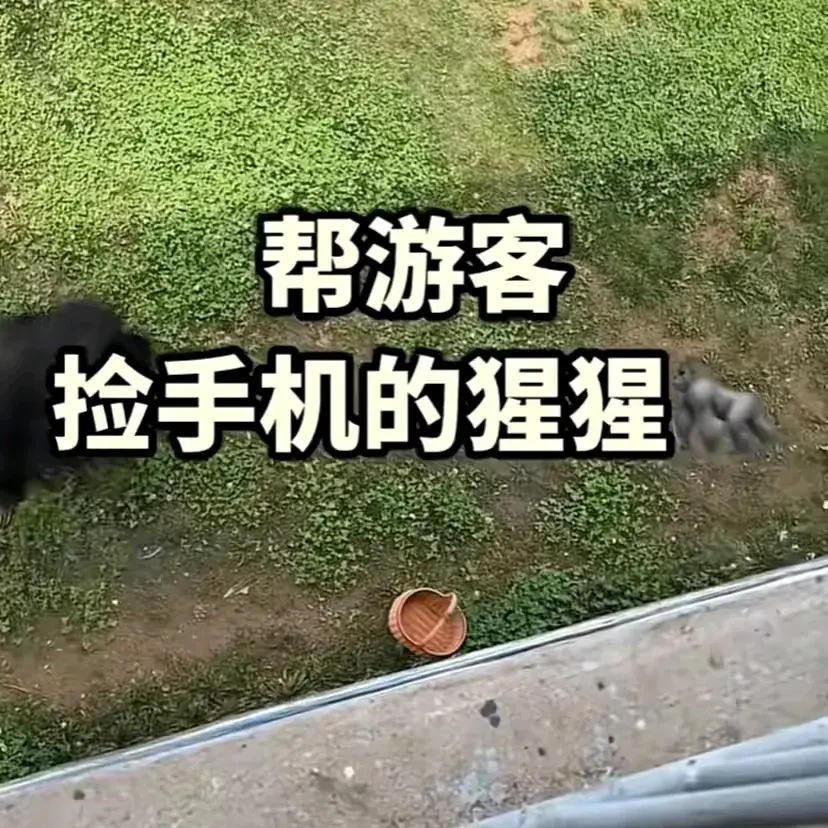 大猩猩帮游客捡回手机还放进筐，大猩猩捡东西