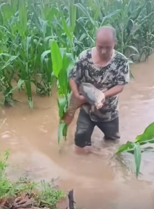 河南南阳多日大雨车主纷纷架高车辆，河南南阳遭遇强降雨