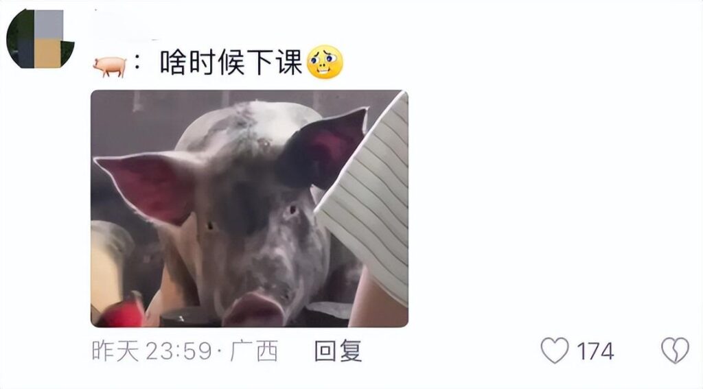 女生面试前对着自家猪说课练习壮胆，女孩来面试说话举止柔情似水