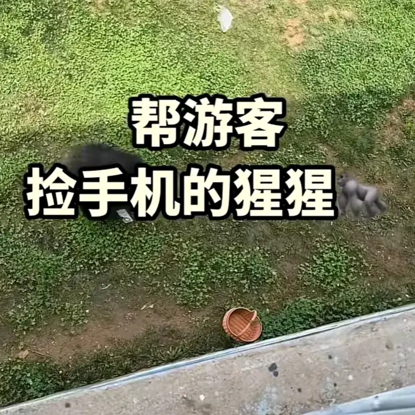 大猩猩帮游客捡回手机还放进筐，大猩猩捡东西