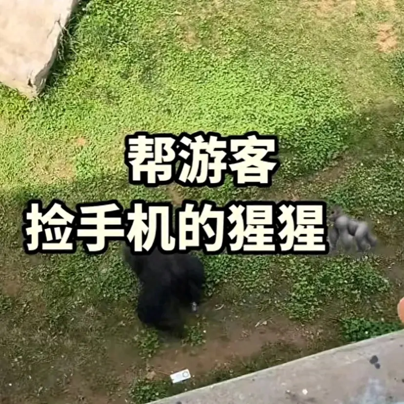 大猩猩帮游客捡回手机还放进筐，大猩猩捡东西