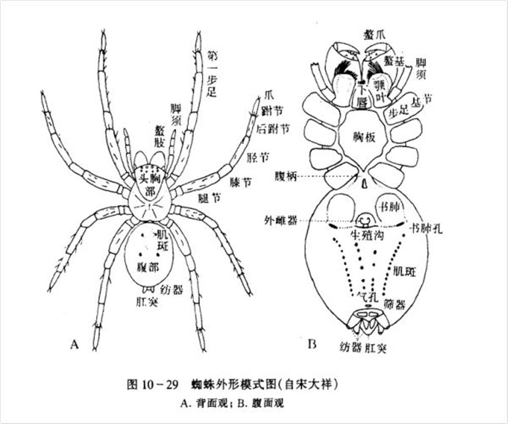 蜘蛛的丝是从哪里吐出来的？蛛丝不是从嘴吐出来的，而是拉出来的