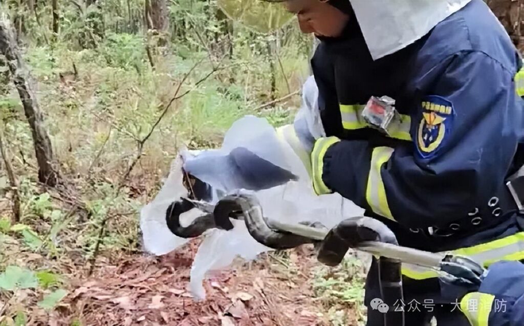 大理一小学附近发现眼镜王蛇，大理工地巨型眼镜王蛇