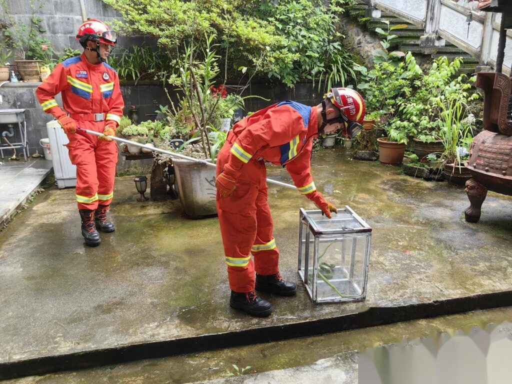 两条剧毒竹叶青蛇盘踞寺院内