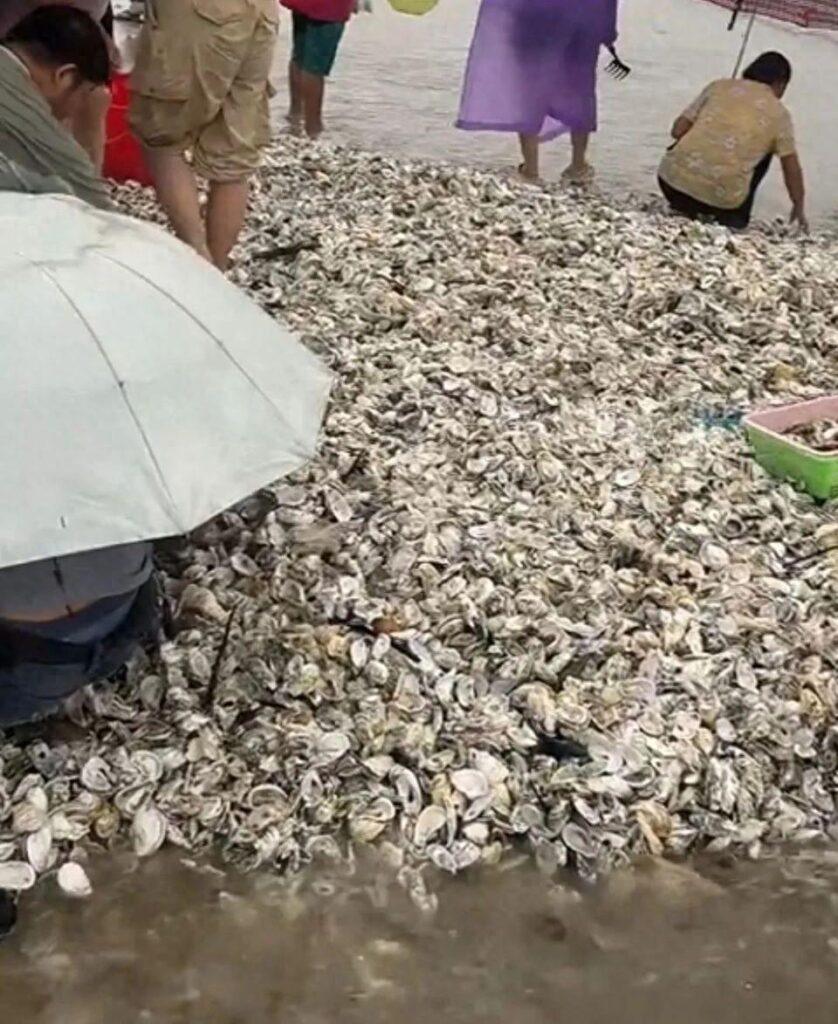 台风过后深圳天降生蚝