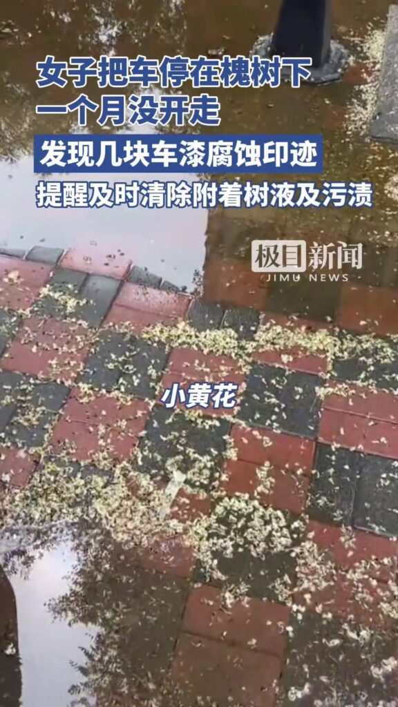 女子将车停在槐树下车漆被腐蚀，车停在槐树下落下树油