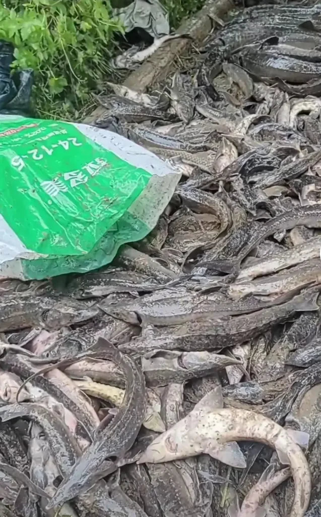 暴雨冲走养殖户百万元中华鲟鱼