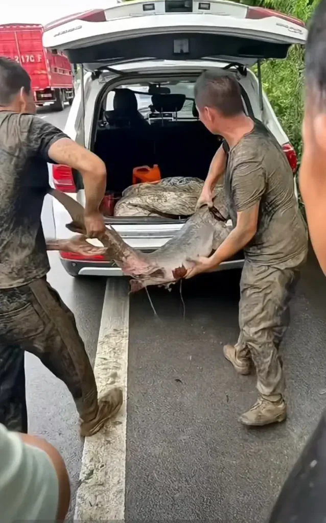 暴雨冲走养殖户百万元中华鲟鱼