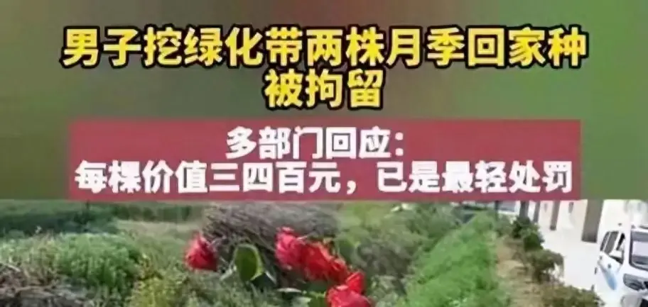 男子盗挖月季花被拘，偷月季花报警怎么处理