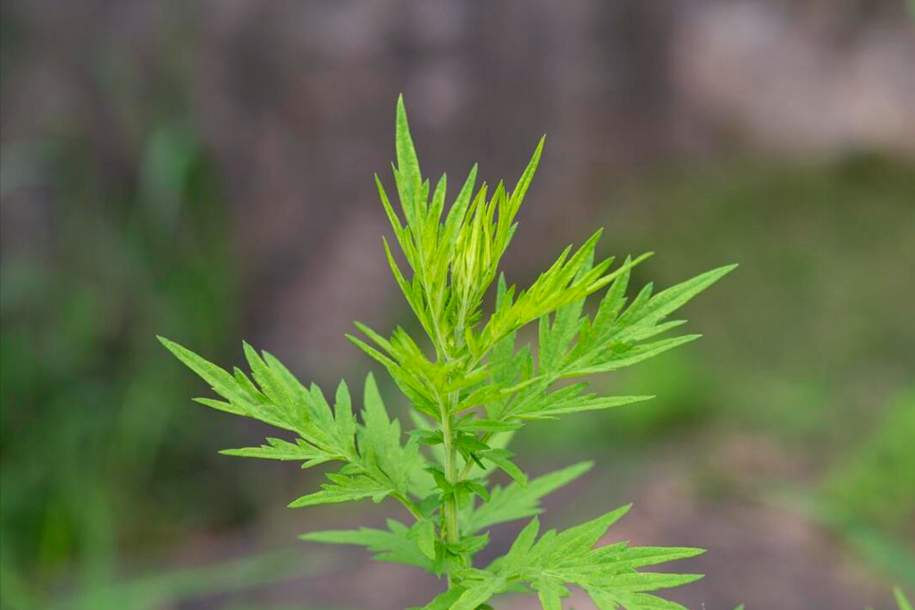 为啥端午要在门上挂艾草？哪一天挂最好？有什么讲究？