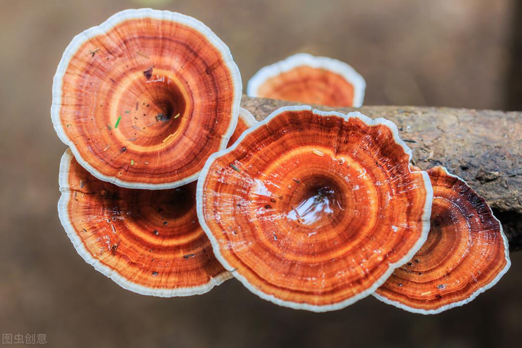 灵芝粉和灵芝孢子粉有什么区别?灵芝孢子和灵芝的功效有什么不同？