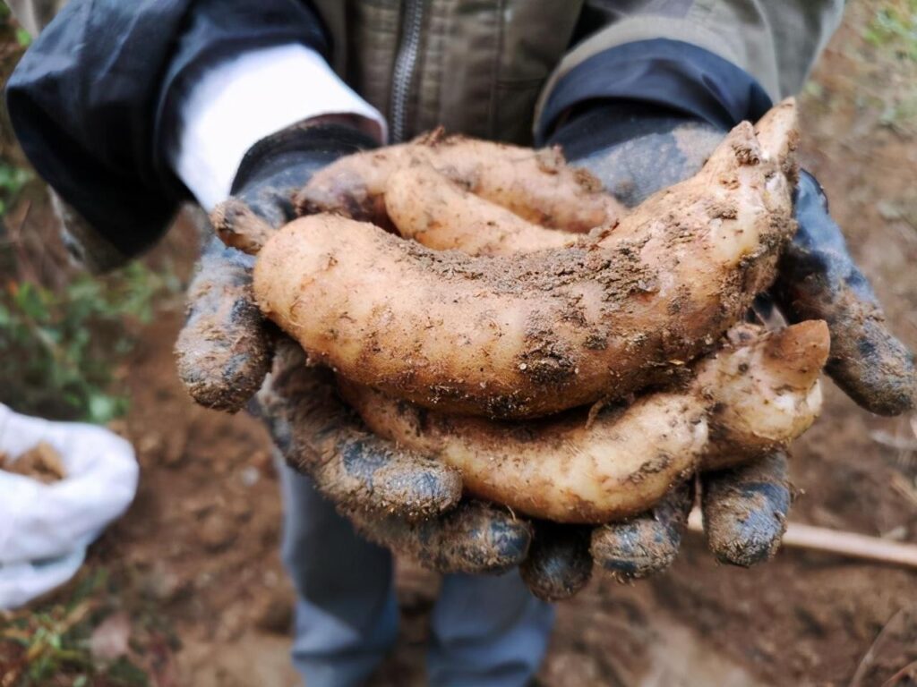 种植天麻的主要步骤和方法怎样管理才能高产？天麻的腐烂病怎样防治？