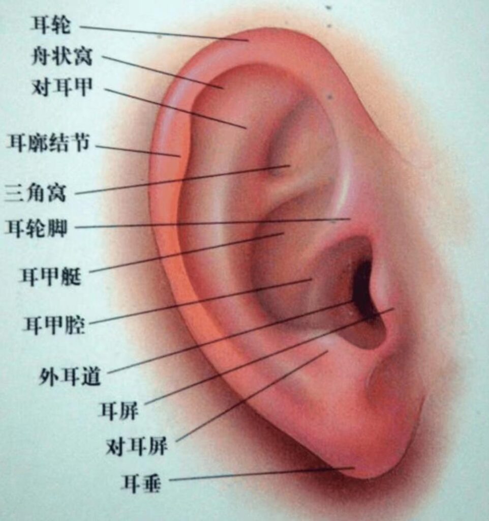 耳穴诊断图解及主治功能归类(收藏版)