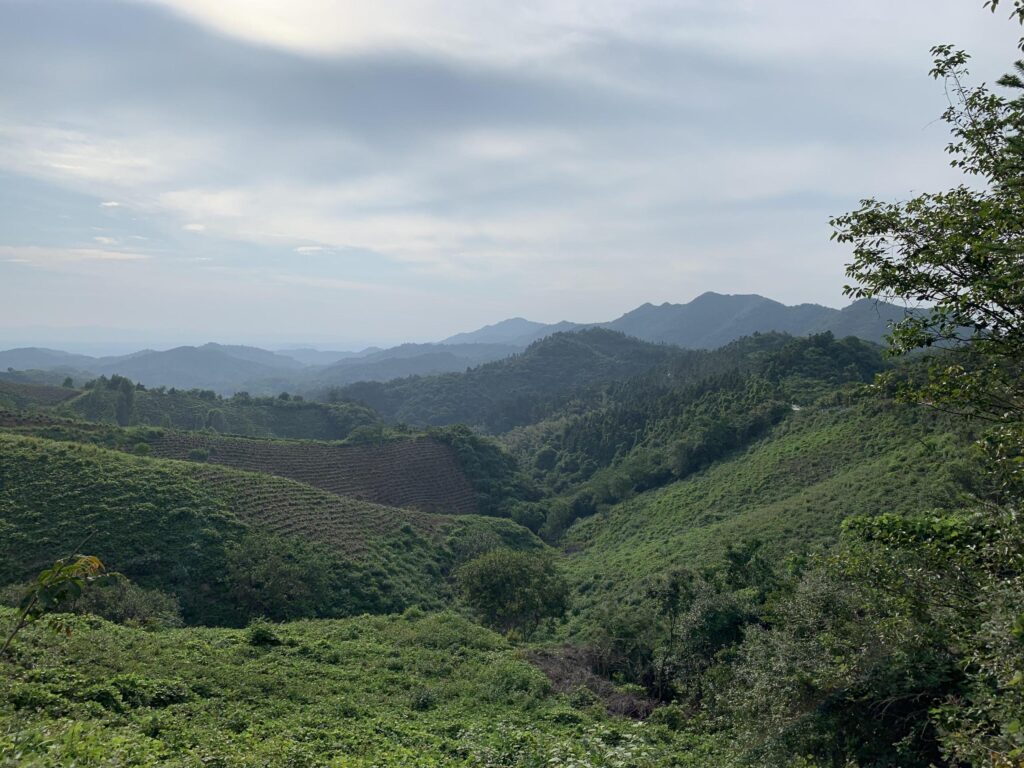 漫谈信阳茶文化