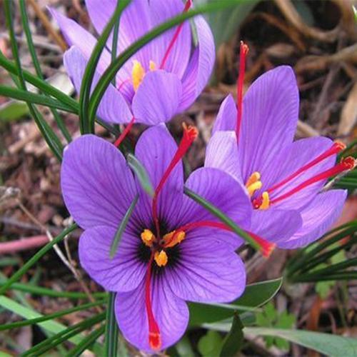 名贵本草藏红花怎么种植?室内可以种植吗？