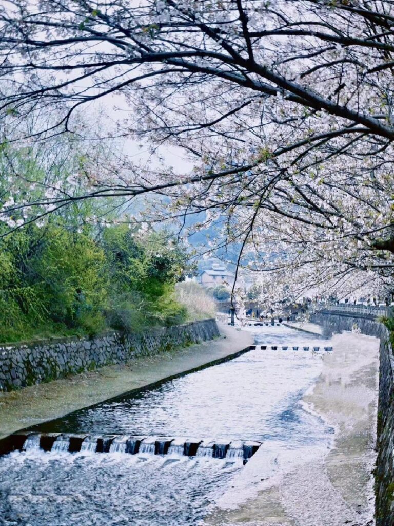 宁波赏樱｜这两处进入盛花期，错过等一年