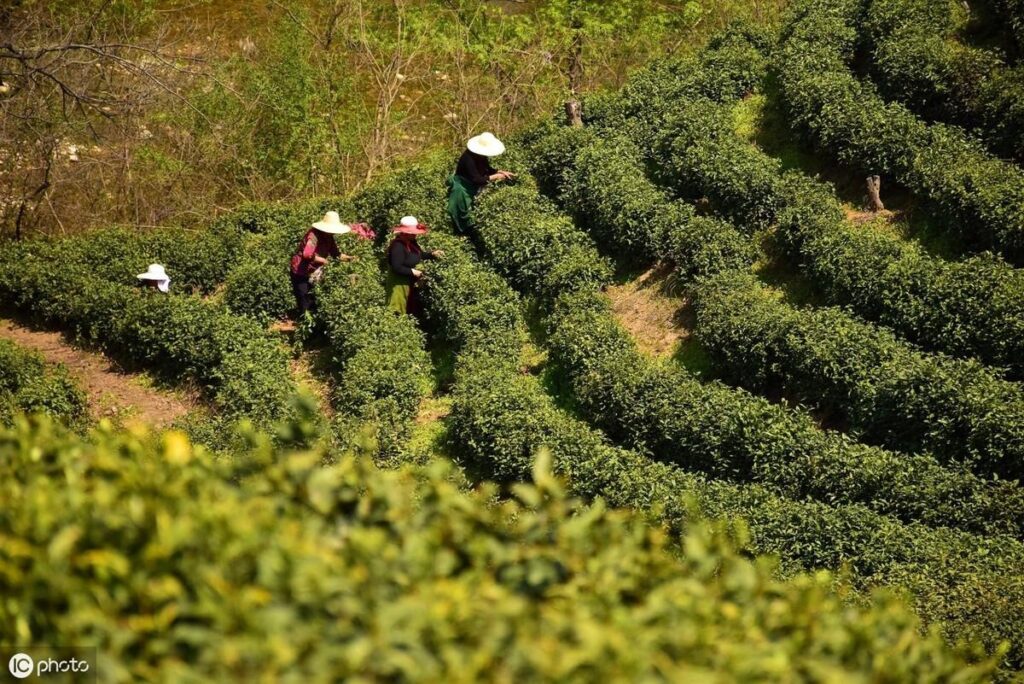 漫谈信阳茶文化