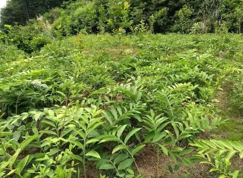 黄精的人工栽培：掌握高产种植模式，促进连续稳定增产