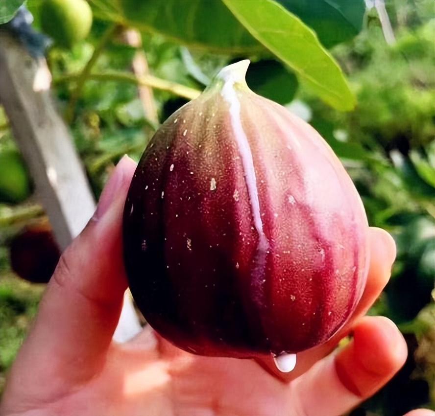 现在农村种植什么最赚钱，未来2年在农村种植什么利润高?