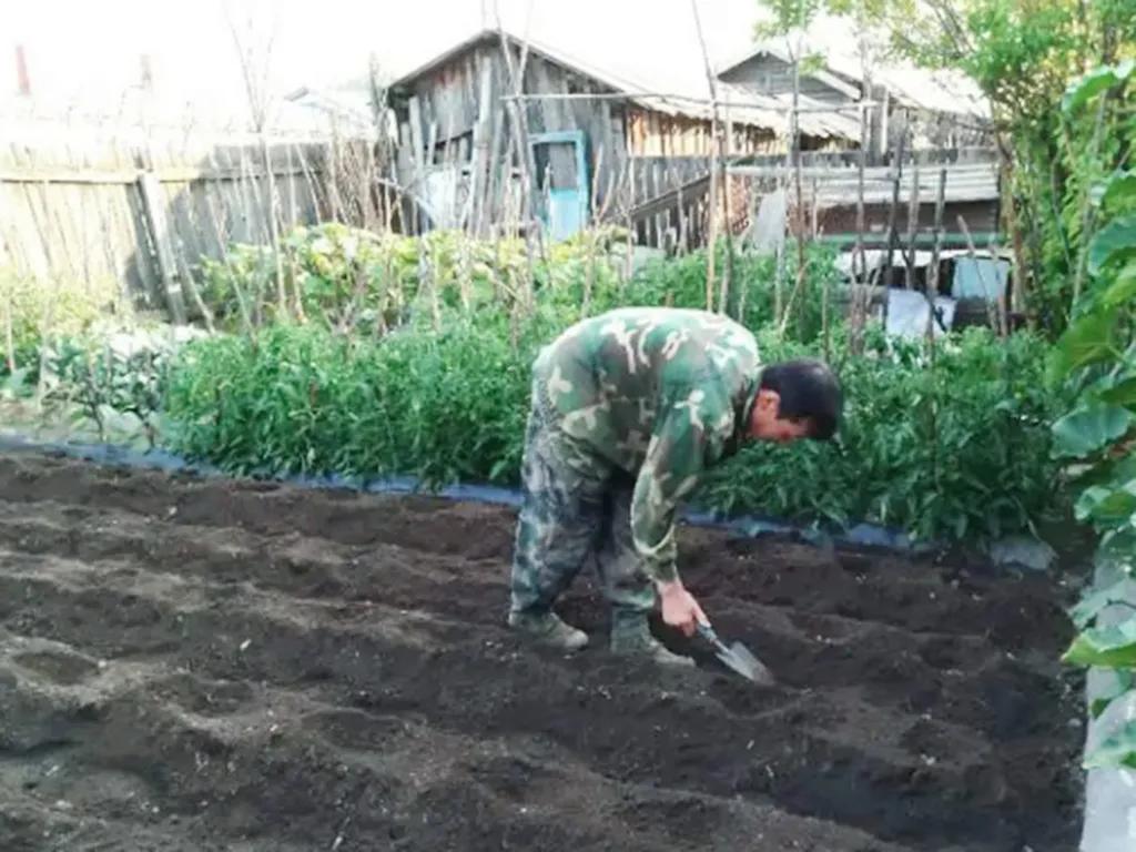 白菜种植有窍门,掌握这8个小技巧,白菜长得快、产量高