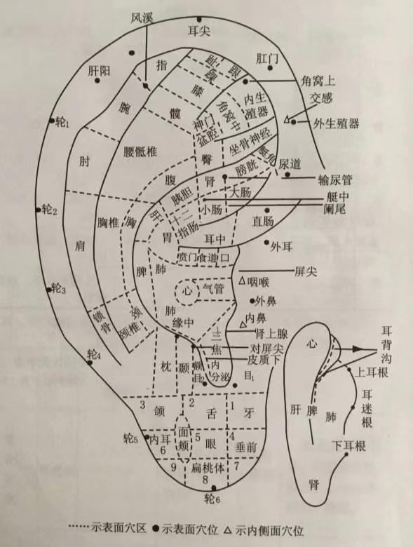 耳穴诊断图解及主治功能归类(收藏版)