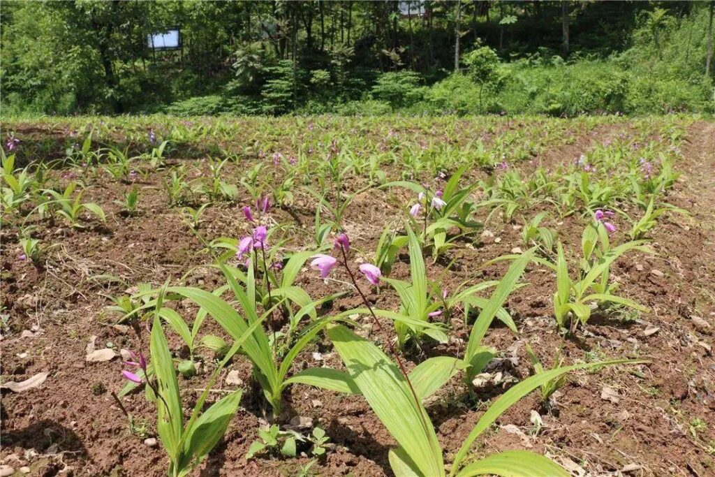 白芨种植技术看这里