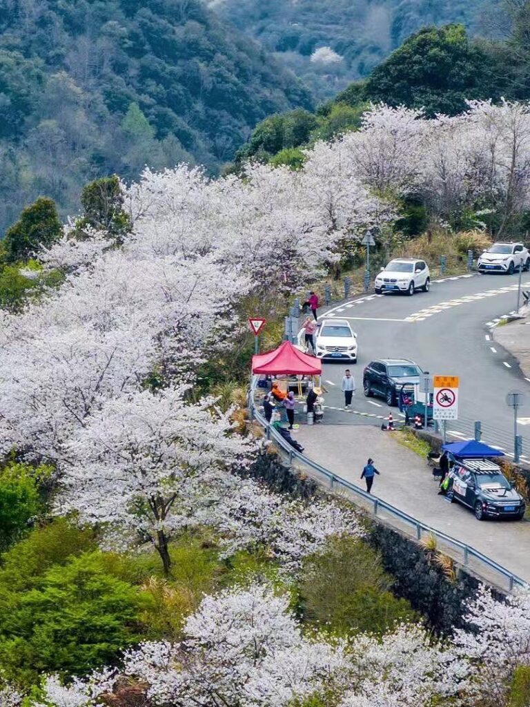 宁波赏樱｜这两处进入盛花期，错过等一年