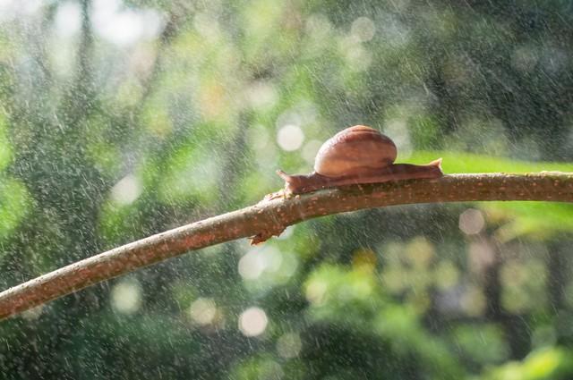 蜗牛为什么会在下过雨后出来?