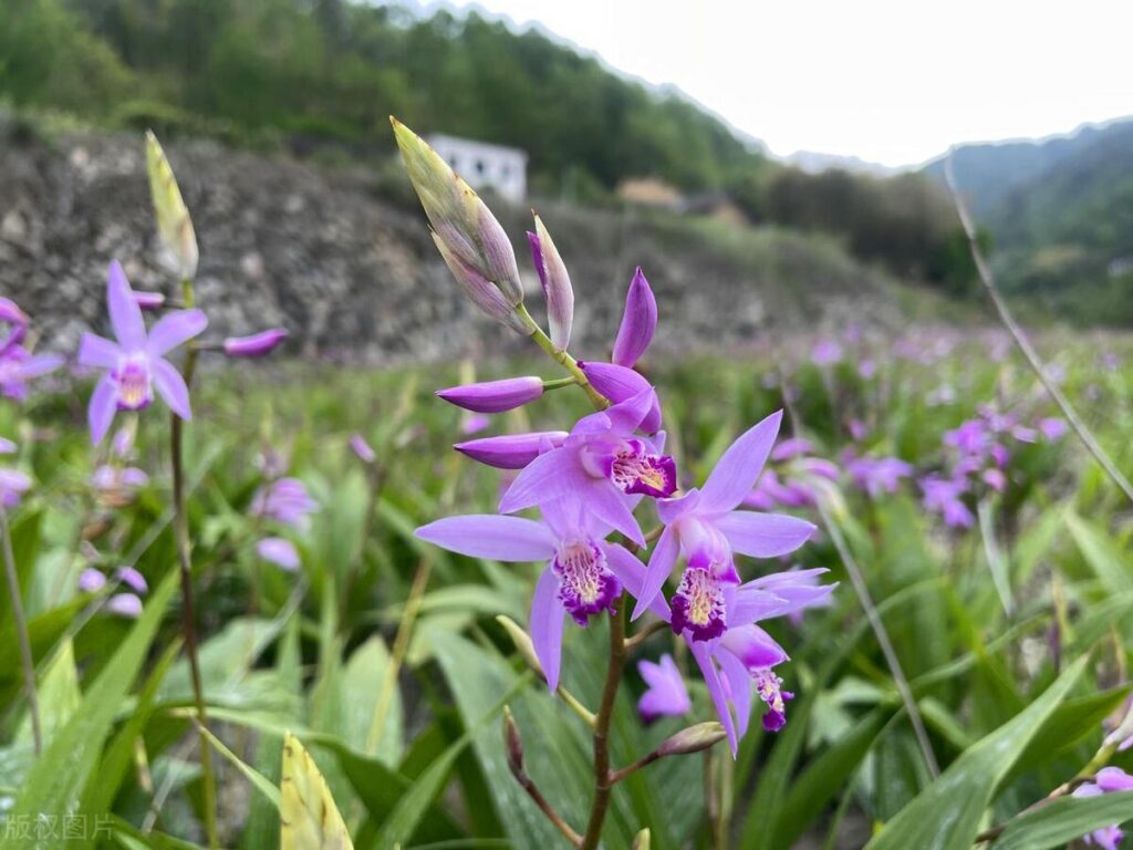 白芨种植技术看这里