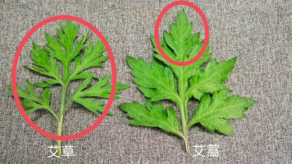 艾草和艾蒿难区分?如何区别两者?