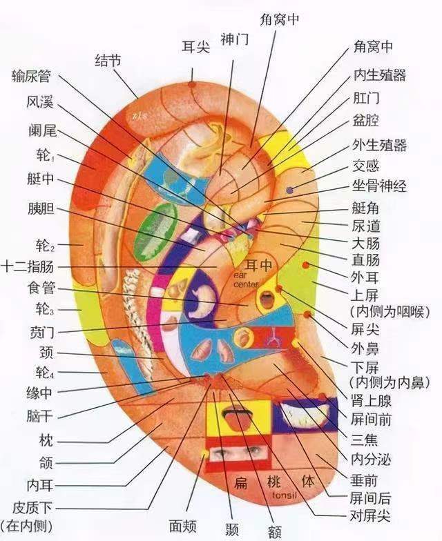 耳穴诊断图解及主治功能归类(收藏版)