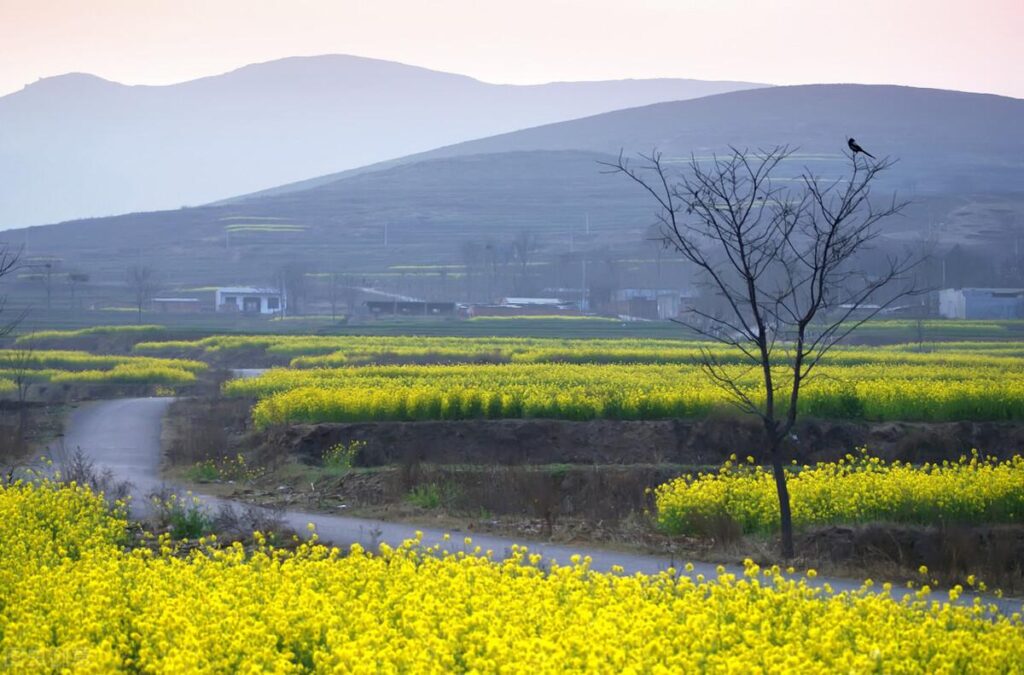 带你了解河南各地婚嫁习俗,你家风俗是这样吗?