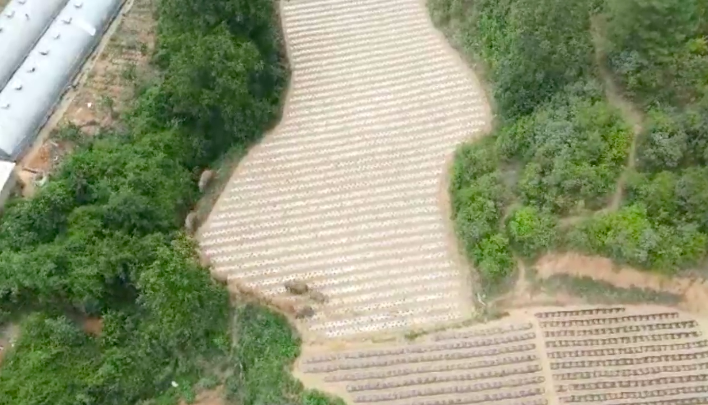 不再往北!象群向西南迁移了!专家:象群如不南返