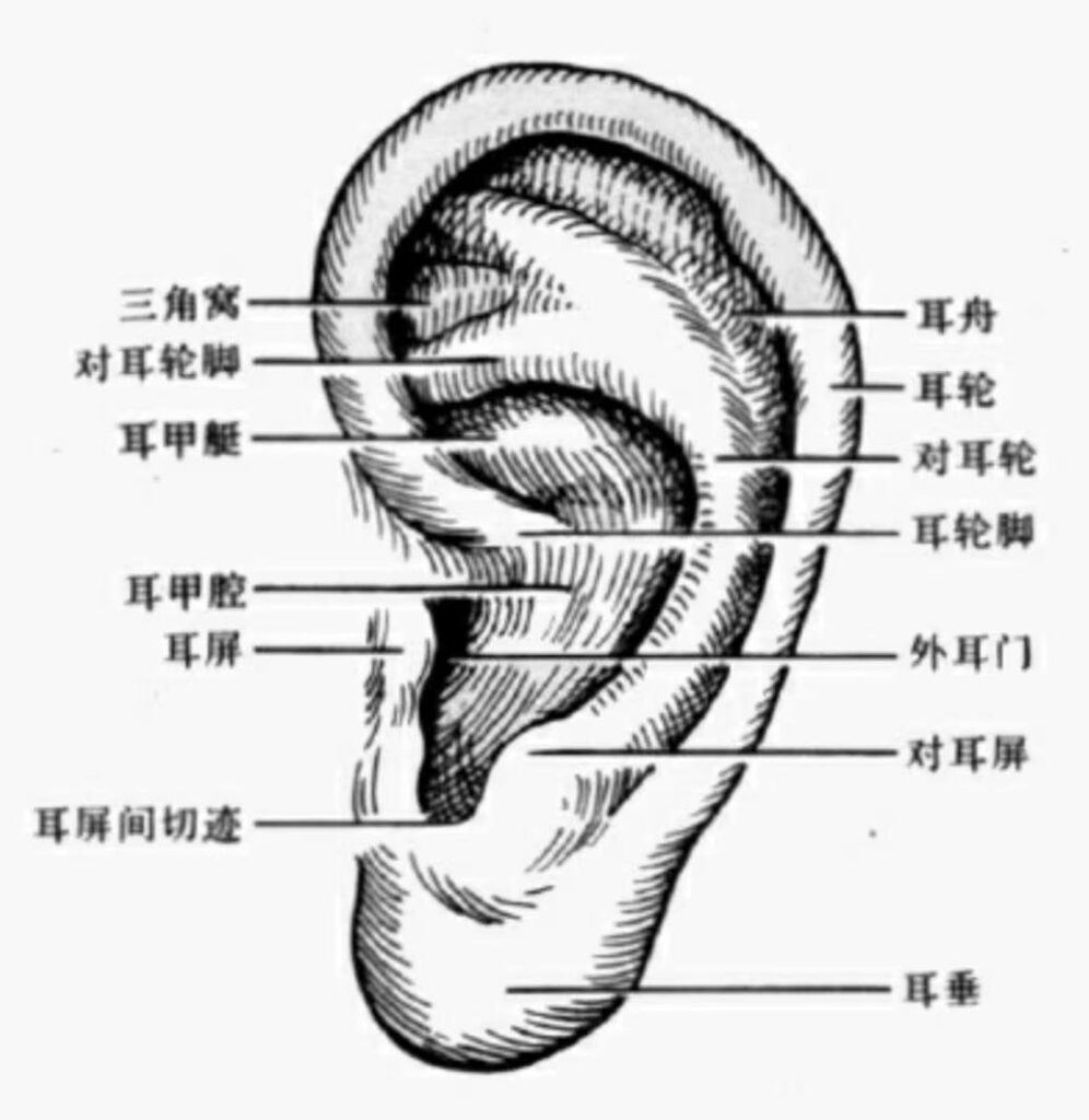 耳穴诊断图解及主治功能归类(收藏版)