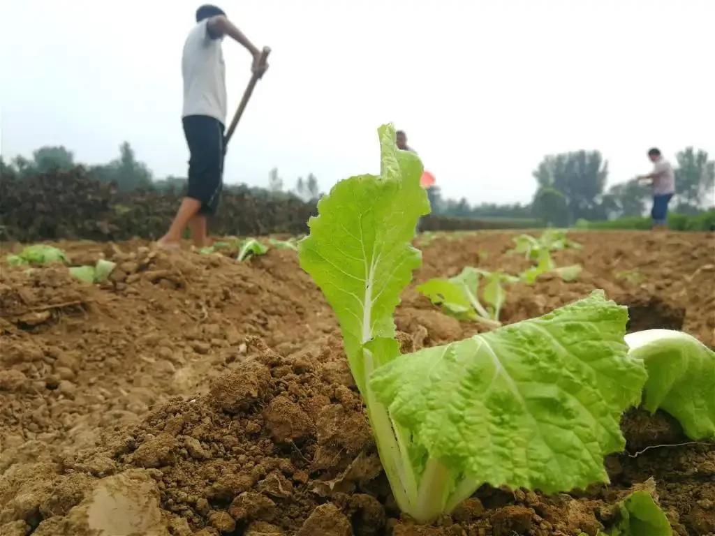 白菜种植有窍门,掌握这8个小技巧,白菜长得快、产量高