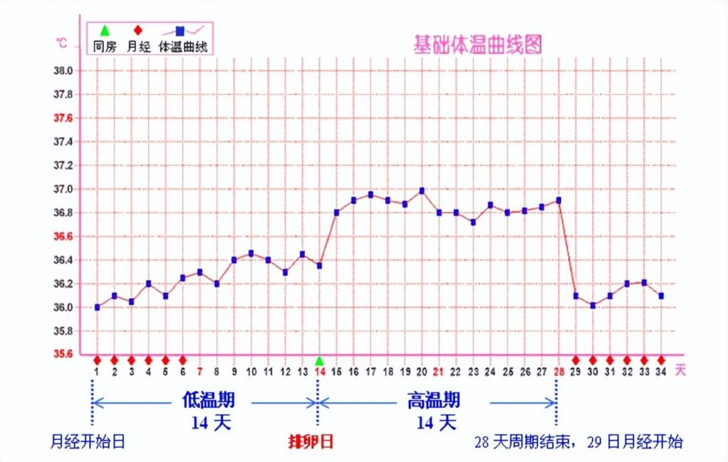 一图弄懂基础体温预测排卵期医图表