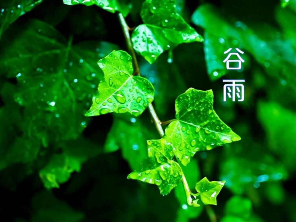 谷雨该吃啥？有什么讲究吗？