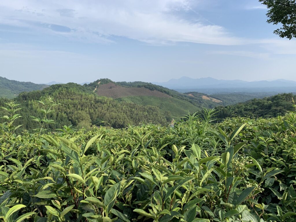 漫谈信阳茶文化