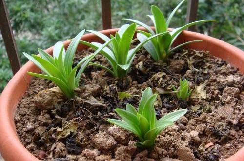 手把手教你栽种百合花，用点“技巧”植株又粗又壮，开花才水灵