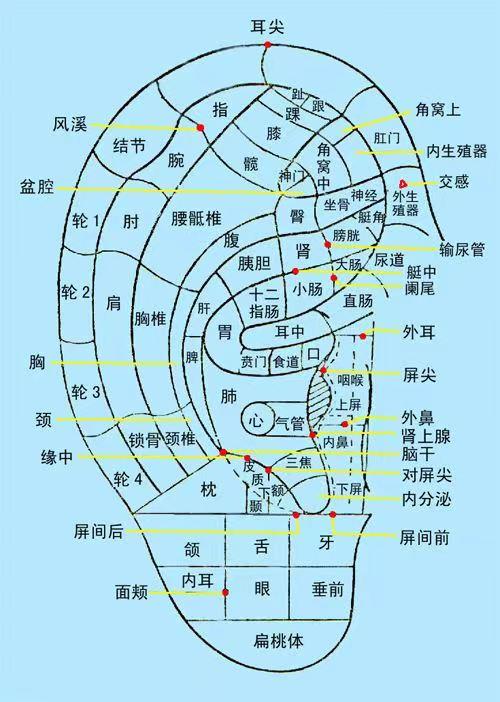 耳穴诊断图解及主治功能归类(收藏版)