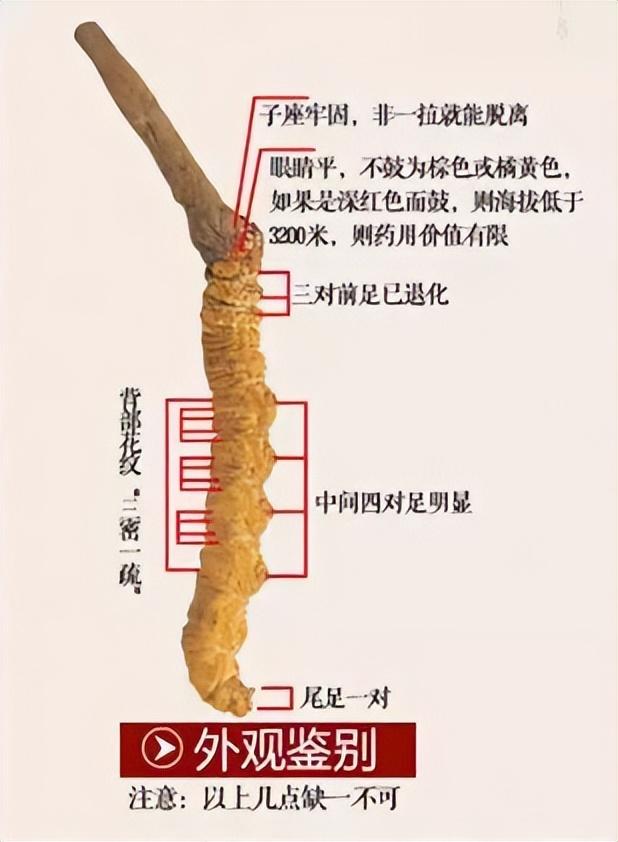 冬虫夏草最全鉴别法,收藏了!