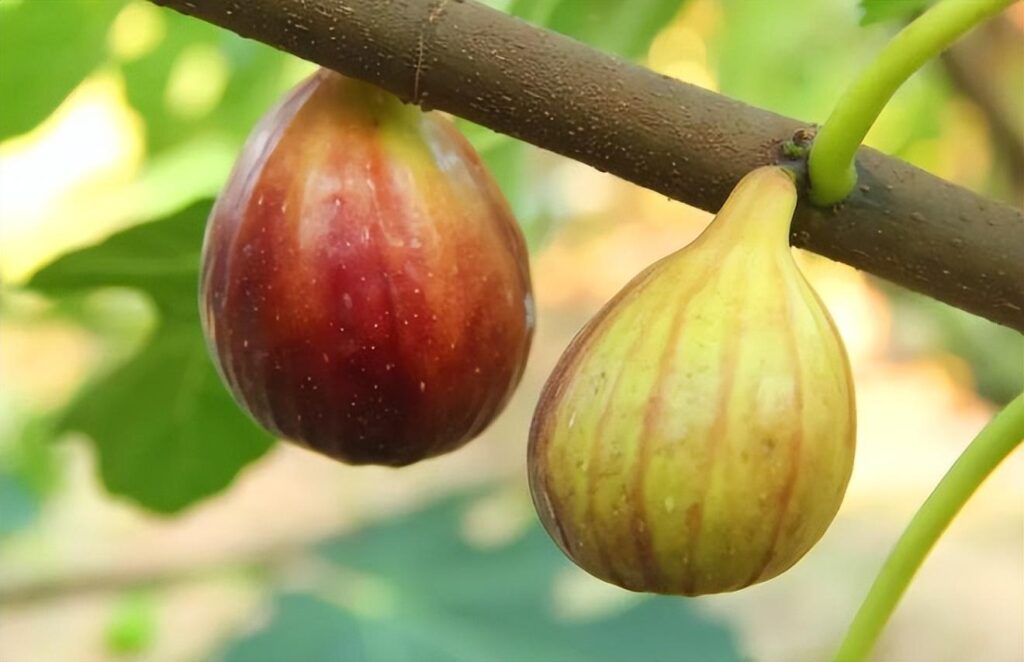 现在农村种植什么最赚钱，未来2年在农村种植什么利润高?