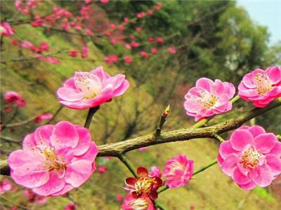 蜡梅种子这样种发芽率超高，可以试试