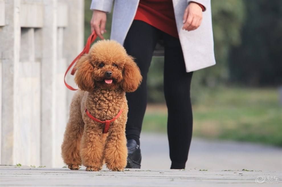 贵宾犬怎么养才好?