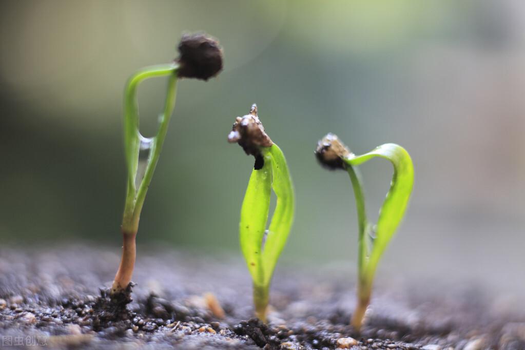 秋菠菜啥时候种?2分钟教你掌握关键技术！